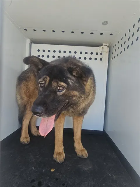 Adoptable Dog