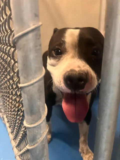 Adoptable Dog