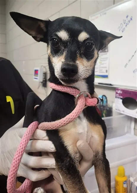 Adoptable Dog