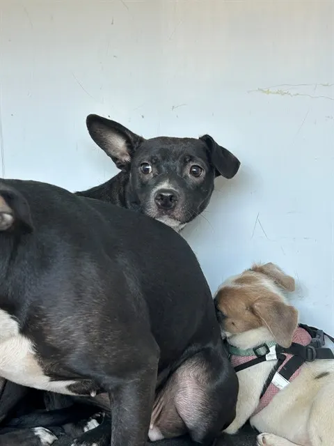 Adoptable Dog