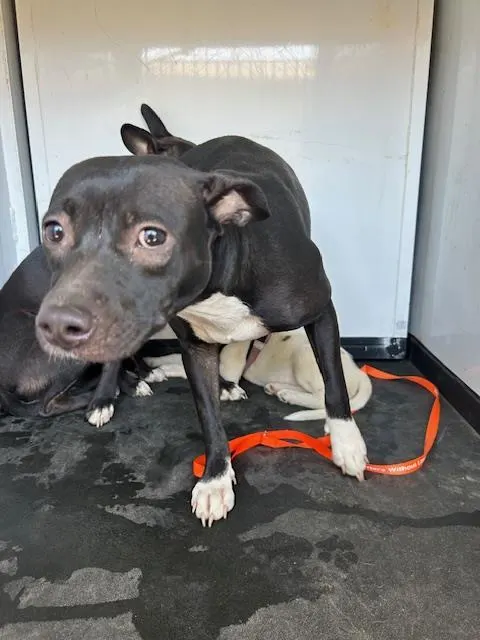 Adoptable Dog