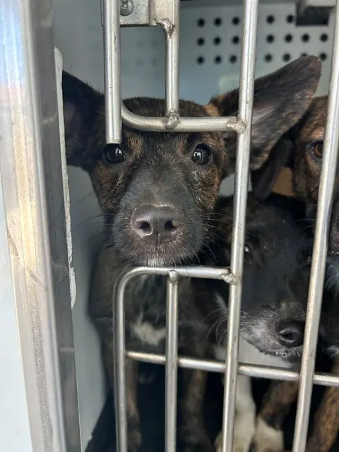 Adoptable Dog