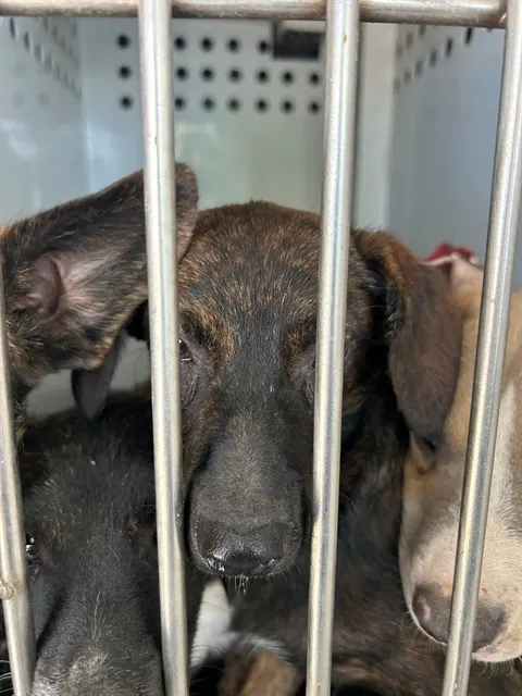 Adoptable Dog