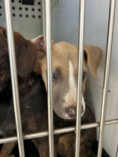 Adoptable Dog