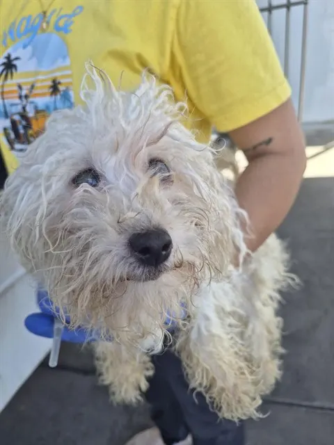 Adoptable Dog
