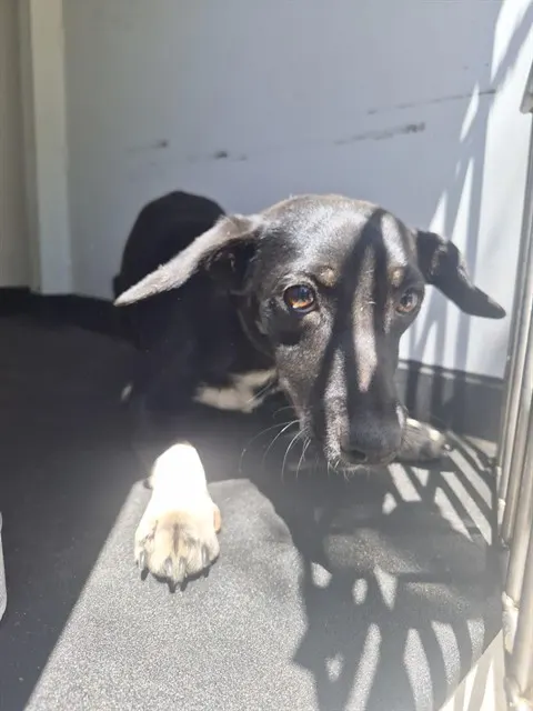 Adoptable Dog