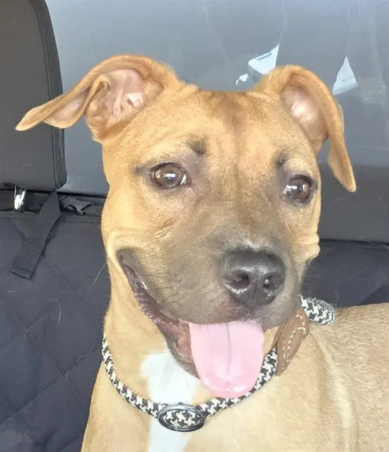 Hazel