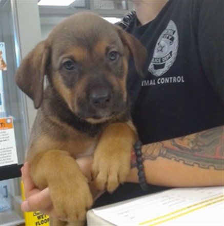 Adoptable Dog