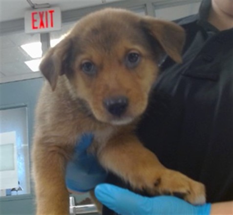 Adoptable Dog