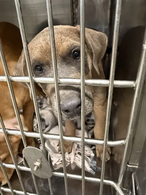 Adoptable Dog