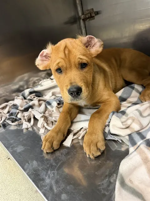 Adoptable Dog