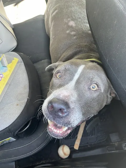 Adoptable Dog
