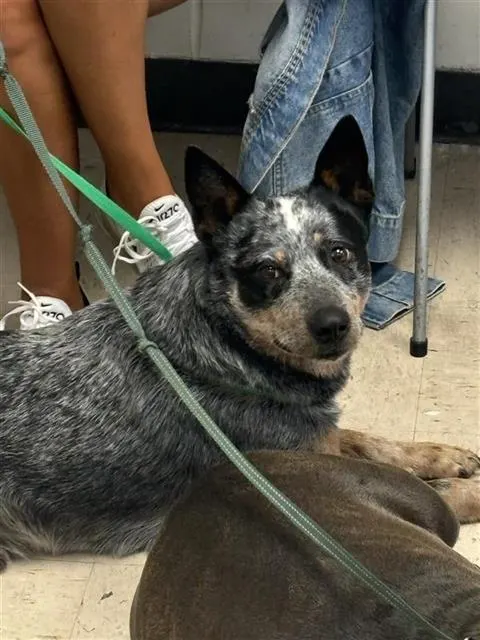 Blu