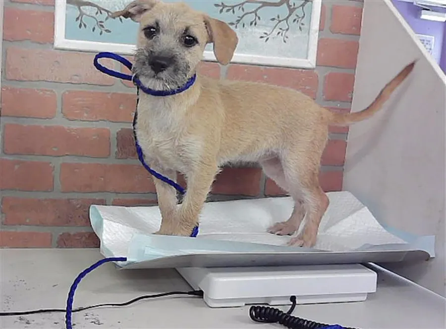 Adoptable Dog