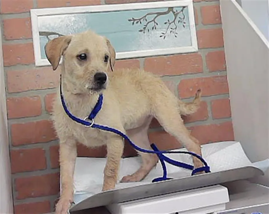 Adoptable Dog