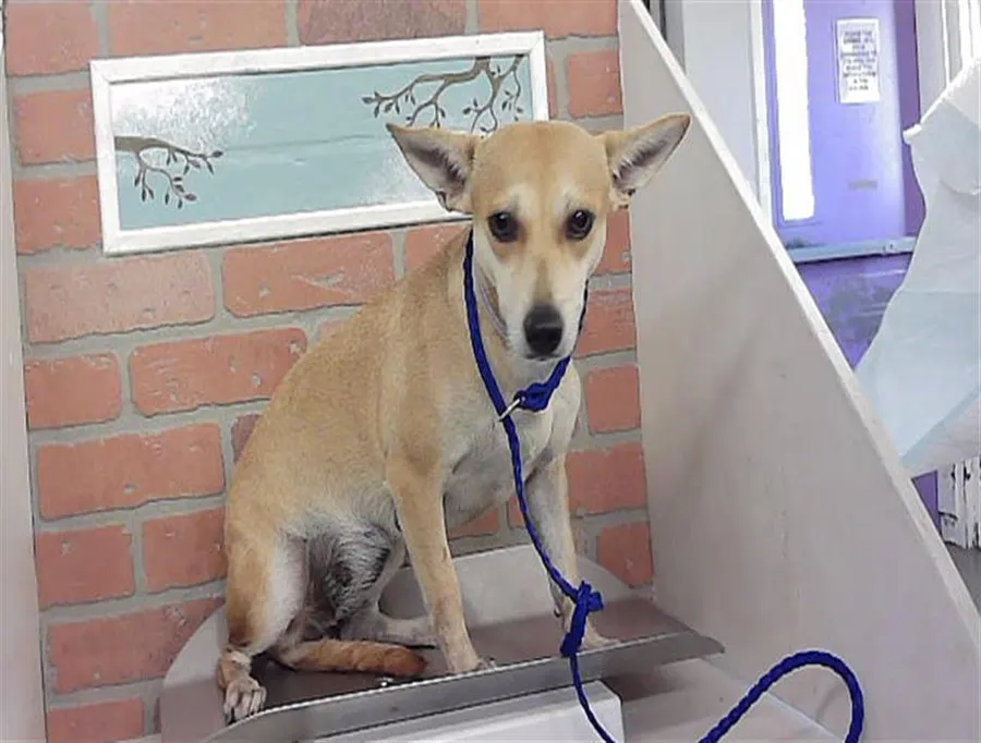 Adoptable Dog