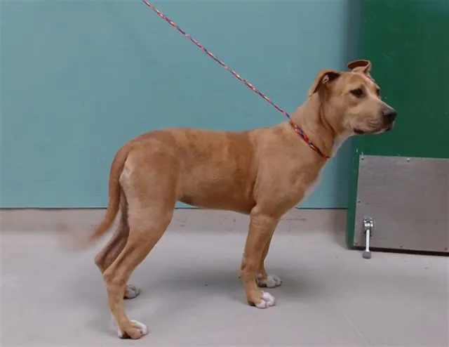 Adoptable Dog