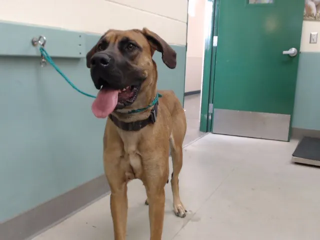 Adoptable Dog
