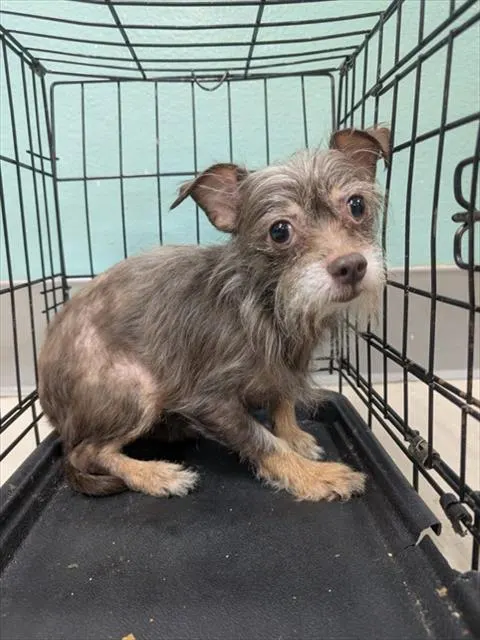 Adoptable Dog