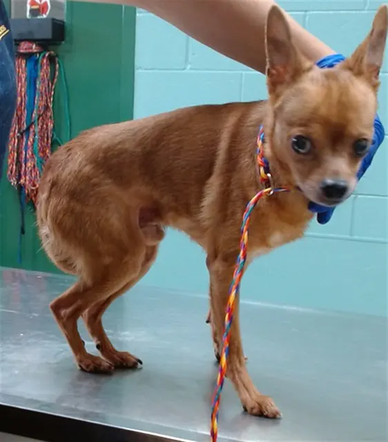 Adoptable Dog