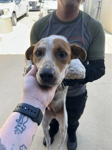 Stray Hold