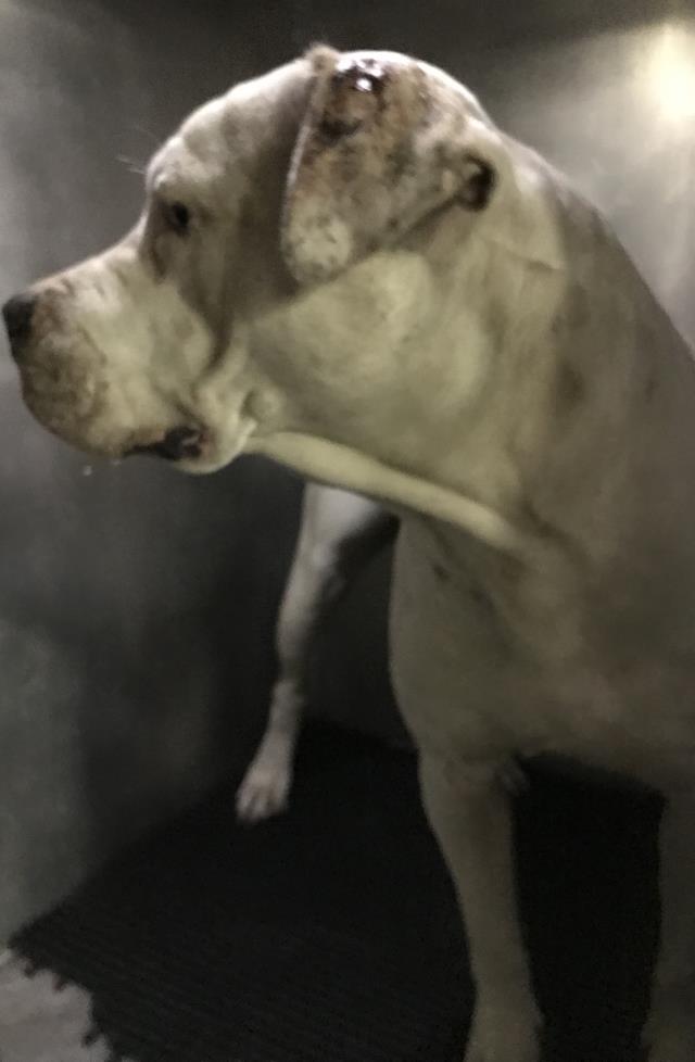 Bella