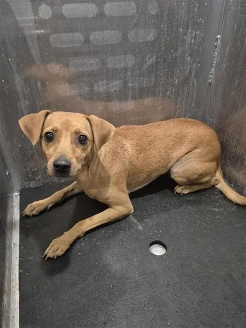 Adoptable Dog