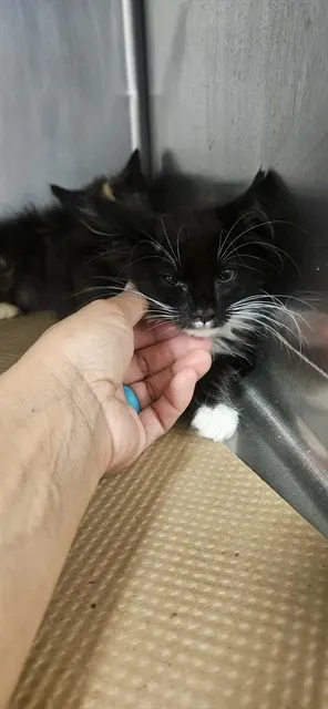 Gerber
