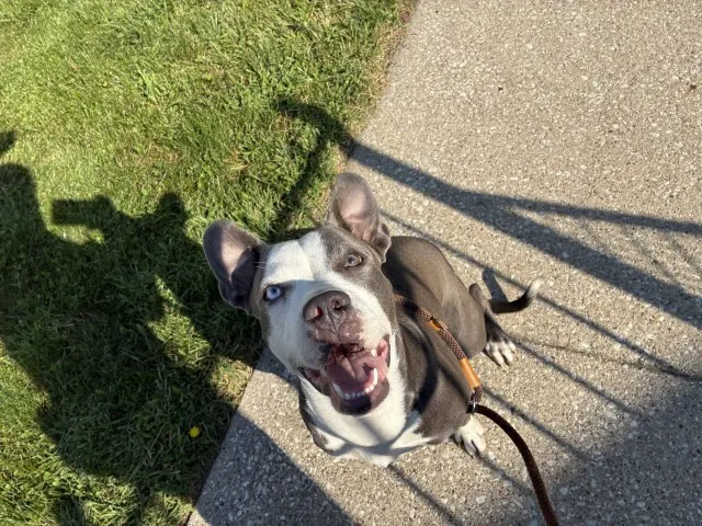 Adoptable Dog