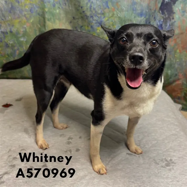 Whitney