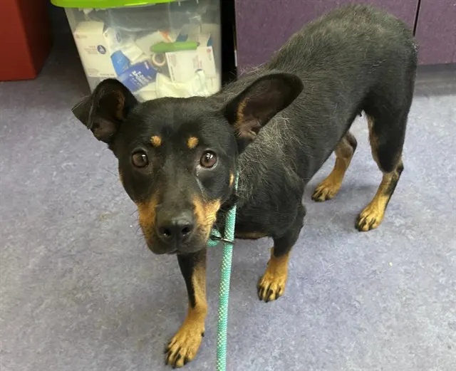 Adoptable Dog