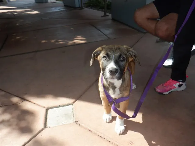 Adoptable Dog