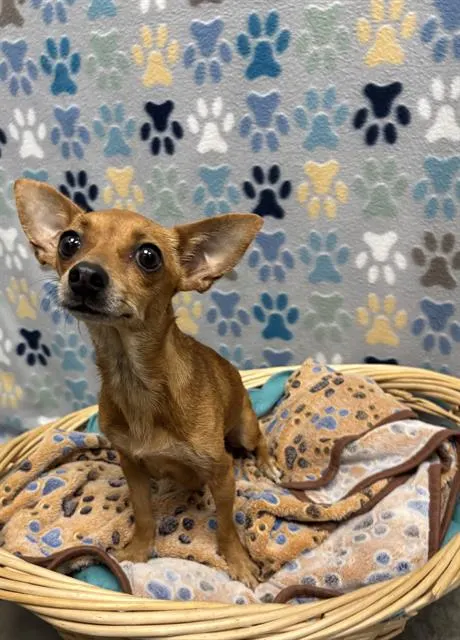 Chiquita