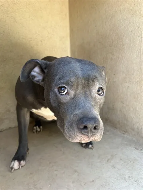 Adoptable Dog
