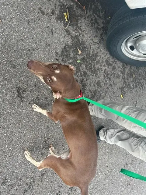 Adoptable Dog