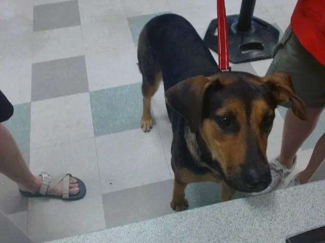 Adoptable Dog