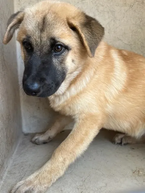 Adoptable Dog