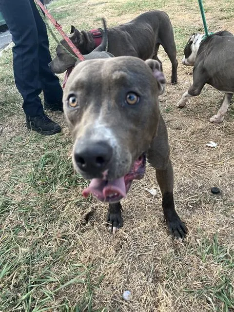 Adoptable Dog