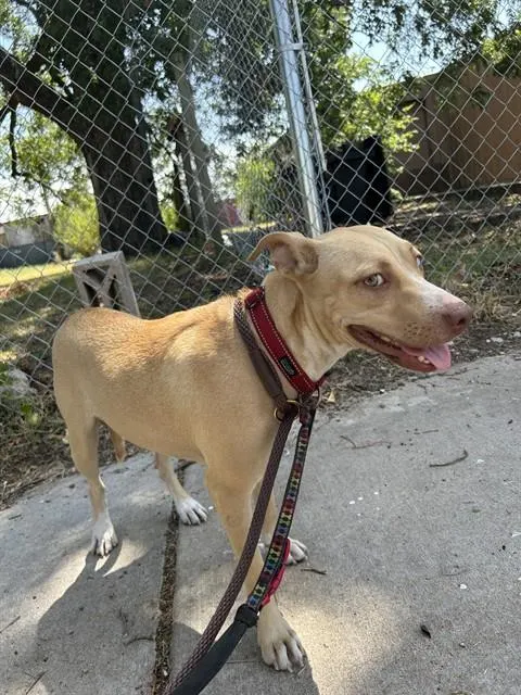 Adoptable Dog