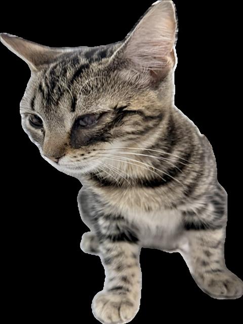 Tigreta