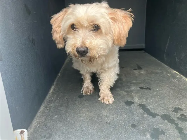 Adoptable Dog