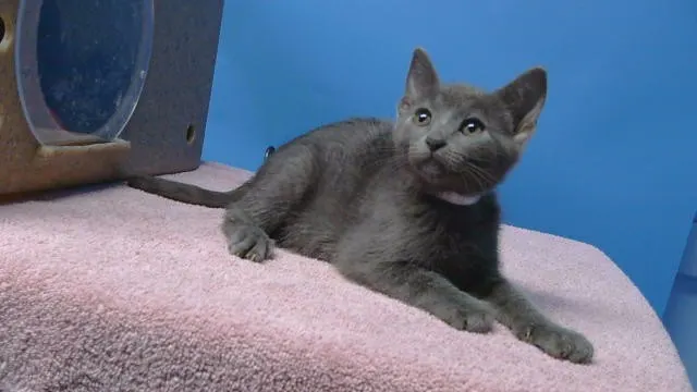Adoptable Cat
