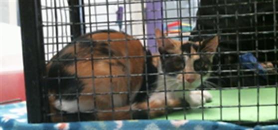 Adoptable Cat