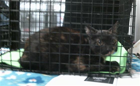 Adoptable Cat
