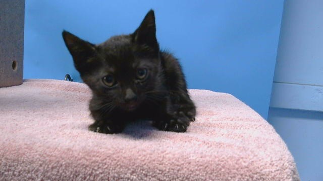 Adoptable Cat