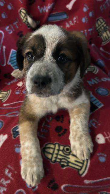 Harley