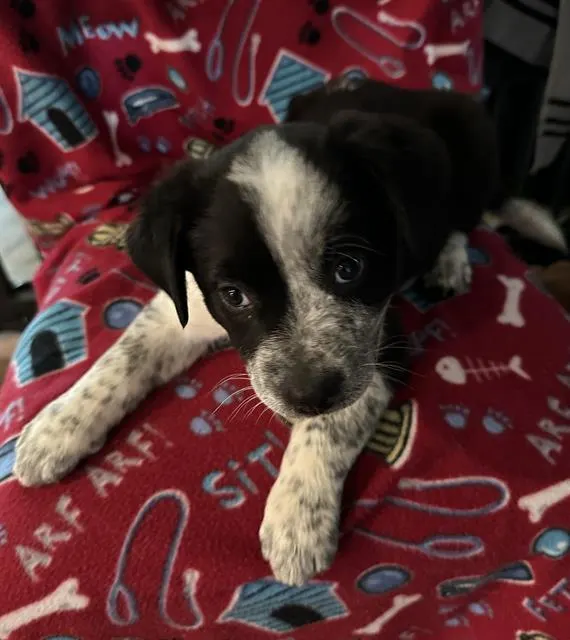 Harper
