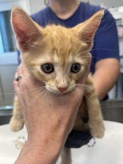 Adoptable Cat