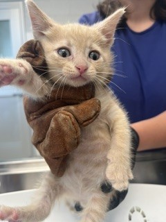 Adoptable Cat