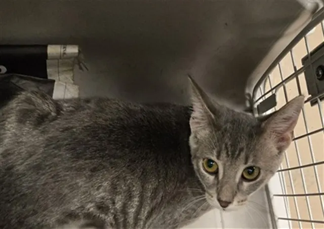 Adoptable Cat